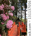 Okadera's red bridge and rhododendrons 131137056