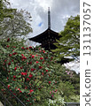Okadera's camellia heralds the arrival of spring 131137057