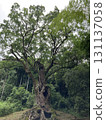 The Giant Takeo Cedar 131137058