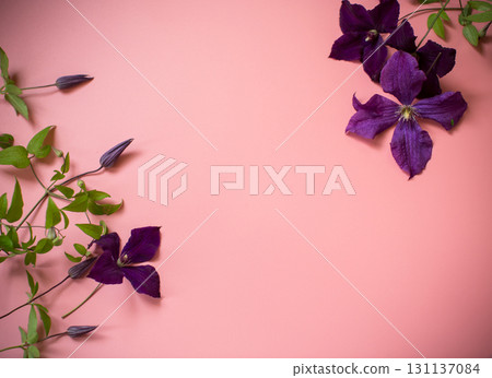 Elegant clematis with flowers on pink background Elegant clematis with flowers on pink background 131137084