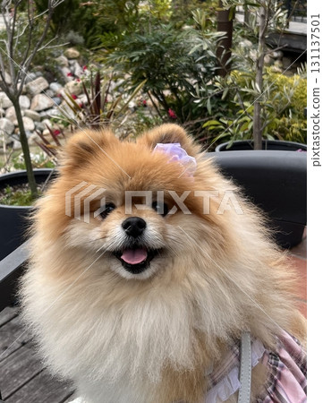 Fluffy Pomeranian smiling and looking straight ahead 131137501