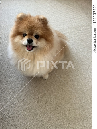 Indoors, gentle light and a soothing Pomeranian 131137503