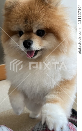 A fluffy, soothing Pomeranian with one leg raised A fluffy, soothing Pomeranian with one leg raised 131137504