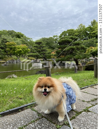 Japanese garden and Pomeranian 131137507