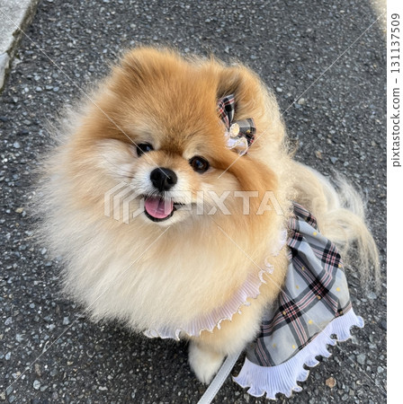 Smiley Pomeranian 131137509