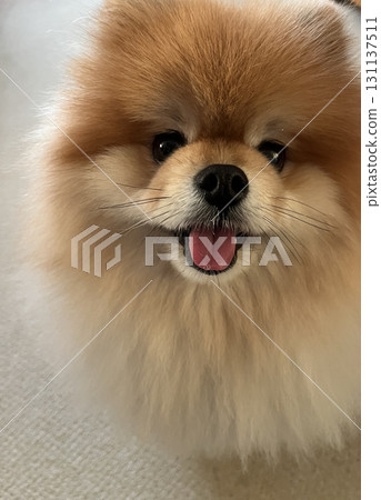 A cute, soothing Pomeranian smiling from the front 131137511