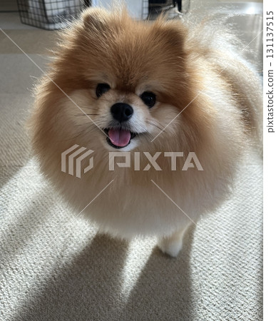 Gentle sunlight streaming into the room and a shining Pomeranian 131137515