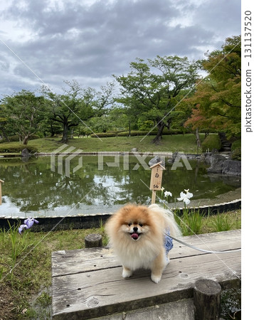 A smiling Pomeranian in front of a pond in a Japanese garden 131137520