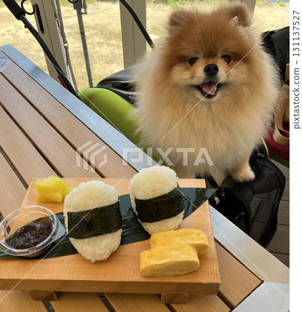 Rice balls and fluffy Pomeranians, round and round 131137527