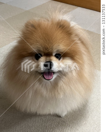 一隻毛茸茸的博美犬躺在室內,抬頭仰望 一隻毛茸茸的博美犬躺在室內,抬頭仰望 131137533