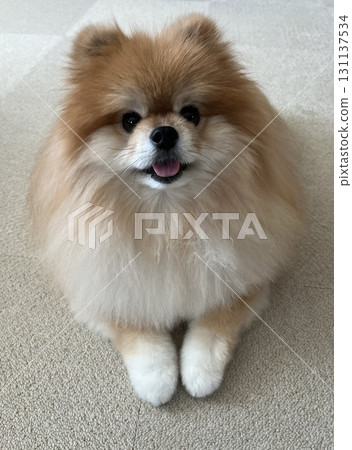 A welcoming Pomeranian with its front paws together 131137534