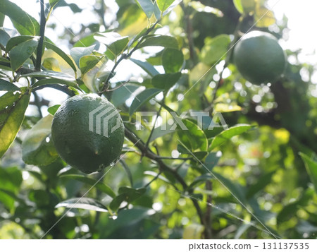 雨後綠檸檬的特寫（藥師山的檸檬樹） 131137535