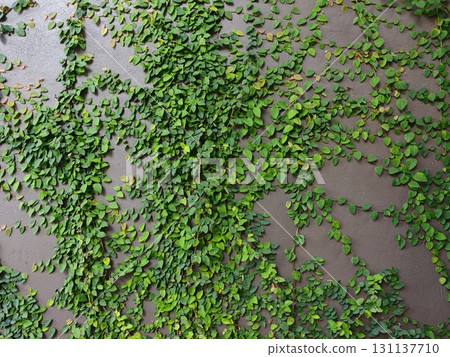Green leaf texture. Ficus pumila leaves on concrete wall. Green leaf texture. Ficus pumila leaves on concrete wall. 131137710