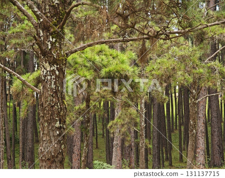 Forest with rows of pines standing tall. 131137715