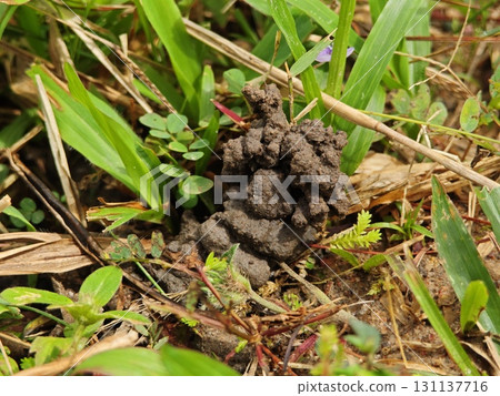 Ant hill or Ant colony nest made by digging mud from ground. Ant hill or Ant colony nest made by digging mud from ground. 131137716