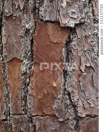 Pine tree bark close up. Pine tree bark close up. 131137720