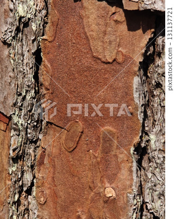 Pine tree bark close up. Pine tree bark close up. 131137721
