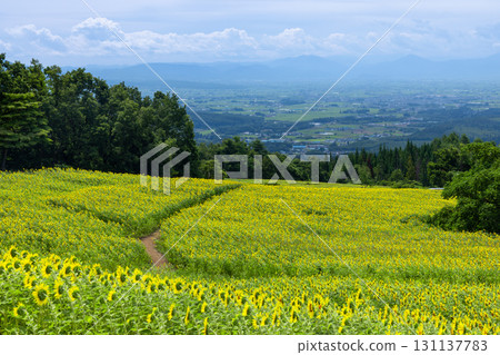 福島縣北方市厚岡町會田北權原守子，可眺望三之倉高原花田斜坡上的向日葵田和會津盆地 131137783