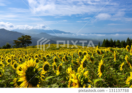 福島縣北方市厚岡町會田北權原守子，可眺望三之倉高原花田斜坡上的向日葵田和會津盆地 131137788