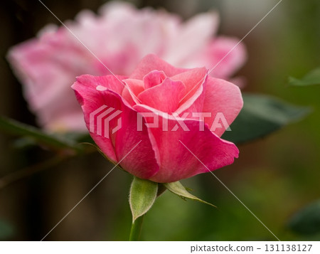 Attractive rose blooming 131138127