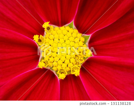 Cosmos flower core 131138128