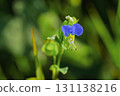 Axilla 131138216