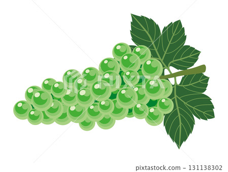 Muscat illustration / Autumn fruits (no main lines) 131138302
