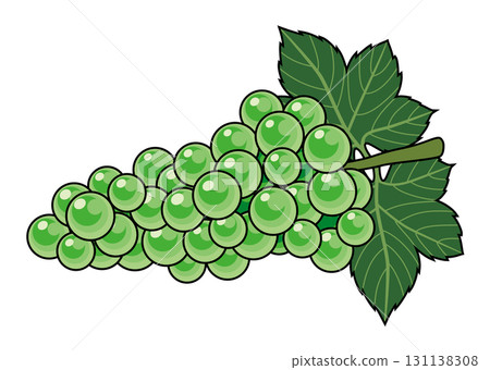 馬斯喀特插圖/秋季水果（帶主線） 131138308