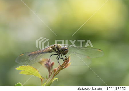 Red dragonfly resting on a leaf 131138352