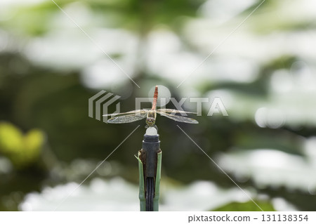 A red dragonfly resting on a pond with water lilies 131138354