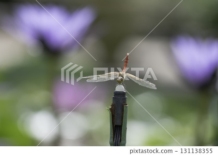 A red dragonfly resting on a pond with water lilies 131138355
