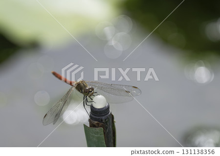 一隻紅蜻蜓在睡蓮池塘上休息 131138356