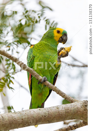 Blue-fronted amazon (Amazona aestiva), Corumba, South Pantanal, Mato Grosso do Sul, Brazil. Brazilian wildlife and birdwatching. Blue-fronted amazon (Amazona aestiva), Corumba, South Pantanal, Mato Grosso do Sul, Brazil. Brazilian wildlife and birdwatching. 131138370