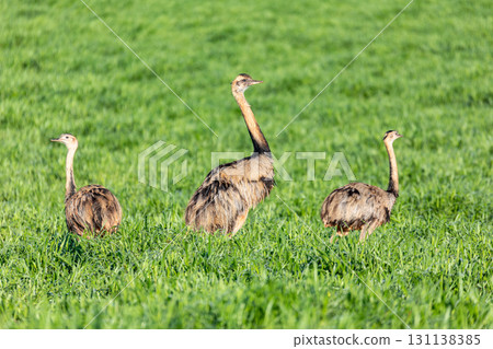 americana, bird, grassland 131138385