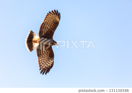 Female of Snail kite (Rostrhamus sociabilis), Pocone, South Pantanal Mato Grosso, Brazil. Brazilian wildlife and birdwatching. Female of Snail kite (Rostrhamus sociabilis), Pocone, South Pantanal Mato Grosso, Brazil. Brazilian wildlife and birdwatching. 131138386