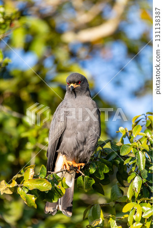 Male of Snail kite (Rostrhamus sociabilis), Pocone, South Pantanal Mato Grosso, Brazil. Brazilian wildlife and birdwatching. Male of Snail kite (Rostrhamus sociabilis), Pocone, South Pantanal Mato Grosso, Brazil. Brazilian wildlife and birdwatching. 131138387