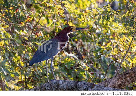 Rufescent tiger heron (Tigrisoma lineatum), Pocone, South Pantanal Mato Grosso, Brazil. Brazilian wildlife and birdwatching. Rufescent tiger heron (Tigrisoma lineatum), Pocone, South Pantanal Mato Grosso, Brazil. Brazilian wildlife and birdwatching. 131138393