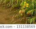 Wild yellow flowers with grass over shallow water 131138569