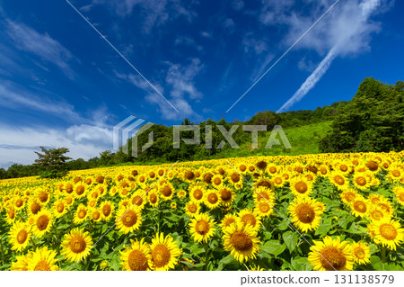 福島縣北方市厚岡町相田北權原守子,覆蓋整個山之倉高原花田斜坡的向日葵田和晴朗的藍天 福島縣北方市厚岡町相田北權原守子,覆蓋整個山之倉高原花田斜坡的向日葵田和晴朗的藍天 131138579
