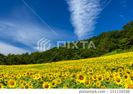 A sunflower field covering the entire slope of the Sannokura Plateau flower field and a clear blue sky in Aida Kitagongenmoriko, Atsushiokanocho, Kitakata City, Fukushima Prefecture 131138586
