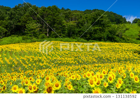 福島縣北方市厚岡町相田北權原守子，覆蓋整個山之倉高原花田斜坡的向日葵田和晴朗的藍天 131138592