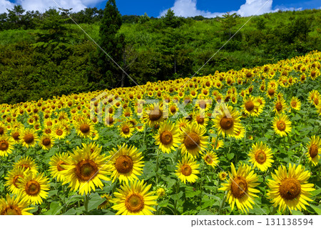 A sunflower field covering the entire slope of the Sannokura Plateau flower field and a clear blue sky in Aida Kitagongenmoriko, Atsushiokanocho, Kitakata City, Fukushima Prefecture A sunflower field covering the entire slope of the Sannokura Plateau flower field and a clear blue sky in Aida Kitagongenmoriko, Atsushiokanocho, Kitakata City, Fukushima Prefecture 131138594