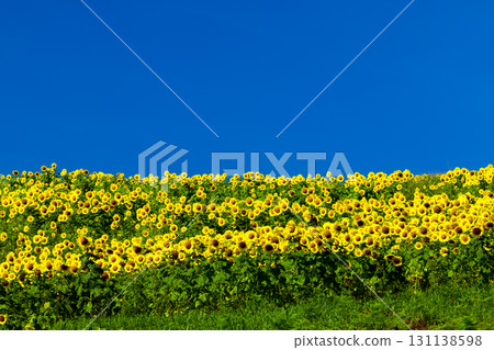 福島縣北方市厚岡町相田北權原守子,覆蓋整個山之倉高原花田斜坡的向日葵田和晴朗的藍天 福島縣北方市厚岡町相田北權原守子,覆蓋整個山之倉高原花田斜坡的向日葵田和晴朗的藍天 131138598