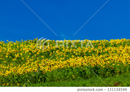 A sunflower field covering the entire slope of the Sannokura Plateau flower field and a clear blue sky in Aida Kitagongenmoriko, Atsushiokanocho, Kitakata City, Fukushima Prefecture A sunflower field covering the entire slope of the Sannokura Plateau flower field and a clear blue sky in Aida Kitagongenmoriko, Atsushiokanocho, Kitakata City, Fukushima Prefecture 131138599