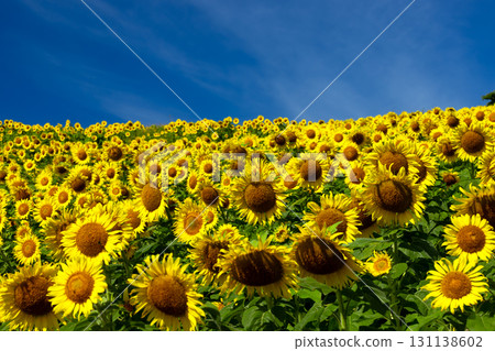 A sunflower field covering the entire slope of the Sannokura Plateau flower field and a clear blue sky in Aida Kitagongenmoriko, Atsushiokanocho, Kitakata City, Fukushima Prefecture 131138602