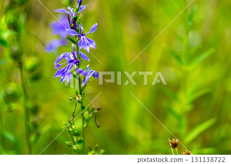 [Nationally Designated Natural Monument] Koigakubo Marsh: Early Autumn Wetlands Blooming with Water Lilies 2, Niimi City, Okayama Prefecture 131138722