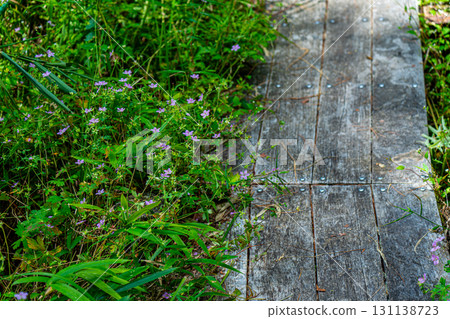 【國家指定天然紀念物】戀久保濕地:初秋時節,步道兩旁盛開的風鈴草。岡山縣新見市 【國家指定天然紀念物】戀久保濕地:初秋時節,步道兩旁盛開的風鈴草。岡山縣新見市 131138723