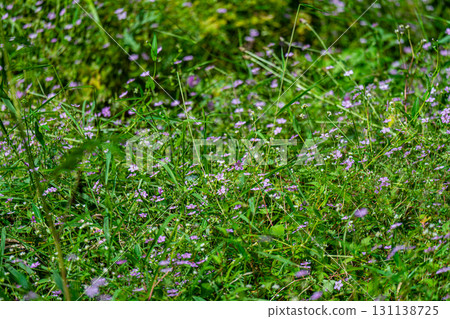 [Nationally Designated Natural Monument] Koigakubo Marsh: A cluster of bellflowers blooming in the marshland in early autumn. 2. Niimi City, Okayama Prefecture. 131138725