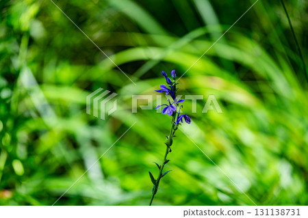 [Nationally Designated Natural Monument] Koigakubo Marsh: Early Autumn Blooming of the Water Lily 1, Niimi City, Okayama Prefecture 131138731