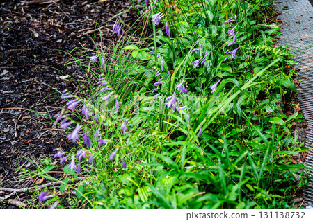 【國家指定天然紀念物】戀久保濕地:初秋濕地上盛開的小葉星花群。岡山縣新見市 【國家指定天然紀念物】戀久保濕地:初秋濕地上盛開的小葉星花群。岡山縣新見市 131138732